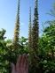 Наперстянка іржава (Digitalis ferruginea) - 1