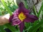 Лілійник "Грейп Вельвет" (Hemerocallis "Grape Velvet") - 4