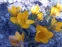 Крокус золотистий "Дороті" (Crocus chrysanthus "Dorothy") - 4