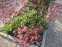 Астранція велика "Ред Джойс" (Astrantia major "Red Joyce")  - 1