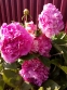 Півонія "Дрезден Пінк" (Paeonia "Dresden Pink") - 4