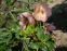 Чемерник чорний "Максіма" (Helleborus niger "Maxima") - 7