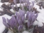 Крокус етруський "Цваненбург" (Crocus etruscus "Zwanenburg") - 4