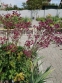 Астранція велика "Ред Джойс" (Astrantia major "Red Joyce")  - 5