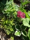 Первоцвіт японський (Primula japonica) або Примула японська - 3