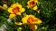  Лілійник "Оренж Електрік" (Hemerocallis "Orange Electric") - 3
