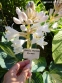 Хоста "Дрім Квін" (Hosta "Dream Quee") - 1
