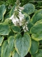 Хоста "Норзен Експоуже" (Hosta "Northern Exposure") - 7