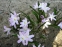 Хіонодокса Люцілії "Пінк Джайєнт" (Chionodoxa luciliae "Pink Giant") - 7