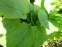 Хоста "Спілт Мілк" (Hosta "Spilt Milk") - 10