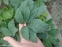 Чемерник нігеркорс "Снов Лав" (Helleborus × nigercors "Snow Love") - 6