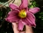 Лілійник "Літл Міссі" (Hemerocallis "Little Missy") - 1
