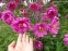 Анемона японська "Паміна" (Anemone japonica "Pamina") - 2
