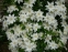 Клематіс "Жанна д'Арк" (Clematis "Jeanne d'Arc") - 2