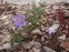 Анемона дібровна "Робінзоніана" (Anemone nemorosa "Robinsoniana") - 6
