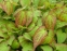 Горянка червона (Epimedium x rubrum) - 1