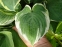 Хоста "Вероніка Лейк" (Hosta "Veronica Lake") - 1