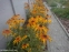 Рудбекія двоколірна (Rudbeckia bicolor) - 6