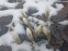 Крокус золотистий "Сноу Бантін" (Crocus chrysanthus"Snow Bunting") - 3