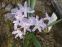 Хіонодокса Люцілії "Пінк Джайєнт" (Chionodoxa luciliae "Pink Giant") - 5