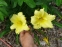 Лілійник "Стелла Супрем" (Hemerocallis "Stella Suprеme") - 1