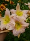 Лілійник  "Катаріна Вудберрі" (Hemerocallis"Catherine Woodburry") - 1
