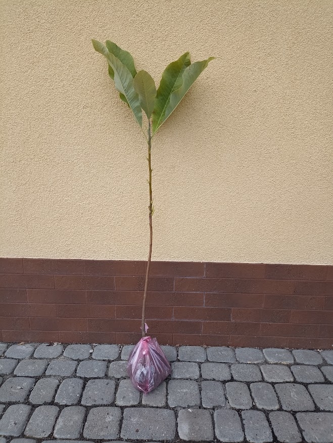 Магнолія лікарська (Magnolia officinalis)