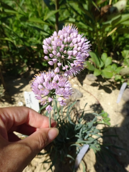 Цибуля старіюча різновид гірська (Allium senescens subsp. montanum)