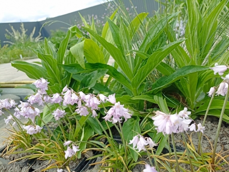 Гиацинтоид испанский "Пинк" (Hyacinthoides hispanica "Pink")