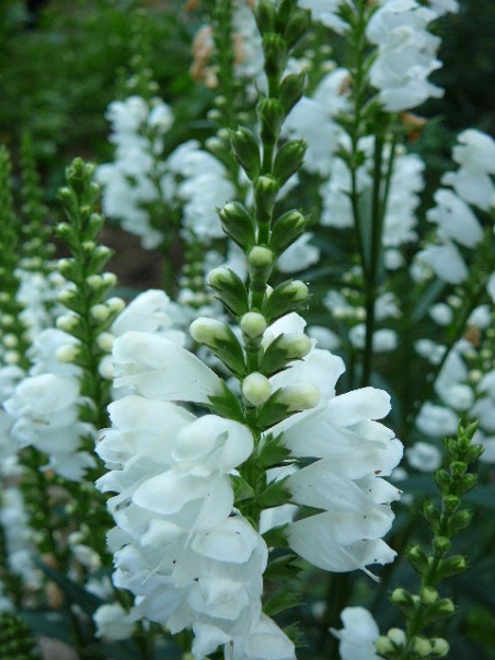 Физостегия виргинская белая (Physostegia virginiana f. Alba)