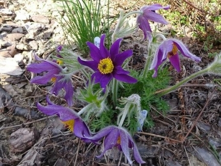 Прострел "Весенняя Сенсация" (Pulsatilla)