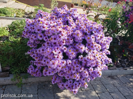 Астра кустарниковая "Леди Ин Блу" (Aster dumosus (Symphyotrichum) "Lady in Blue")