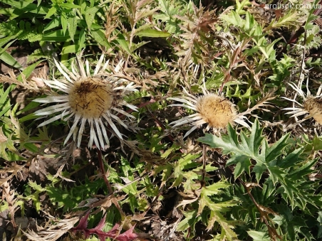 Колючник осотовидный (Carlina cirsioides)