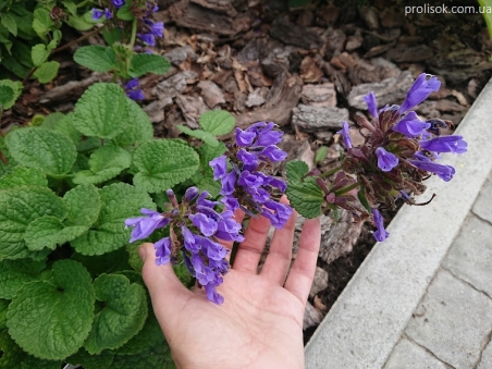 Змієголовник скельний (Draсocephalum rupestre)