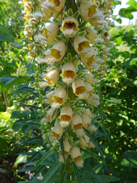 Наперстянка ржавая  (Digitalis ferruginea)