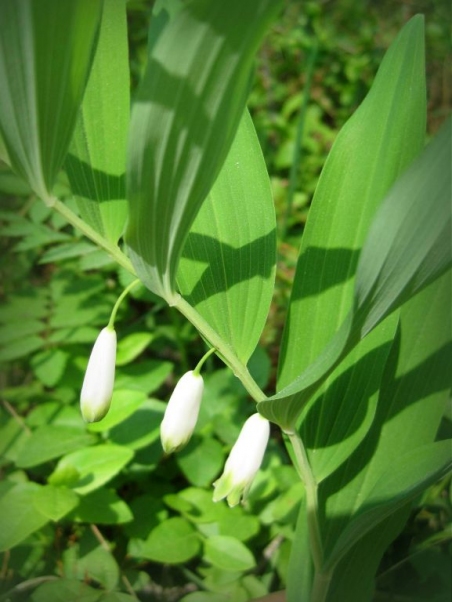 Купина запашна (Polygonatum odoratum)