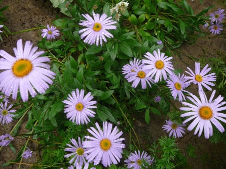 Астра альпийская (Aster alpinus)