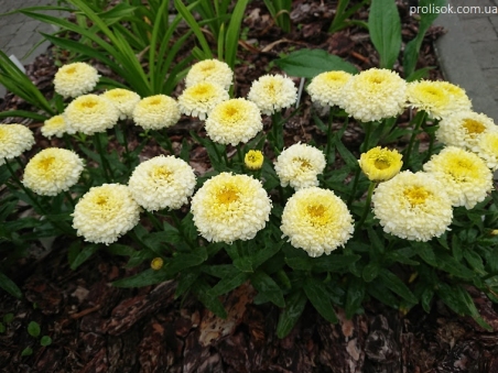 Нивяник "Луна" (Leucanthemum x superbum "Luna")