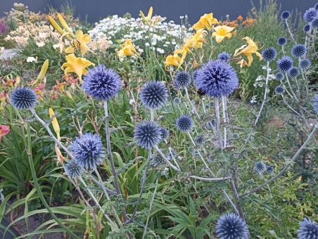 Головатень звичайний (Echinops ritro)