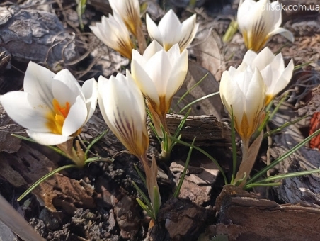 Крокус золотистый "Сноу Бантин" (Crocus chrysanthus"Snow Bunting")