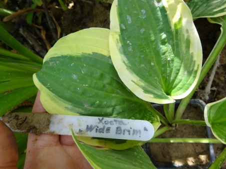 Хоста "Вайд Брим" (Hosta "Wide Brim")