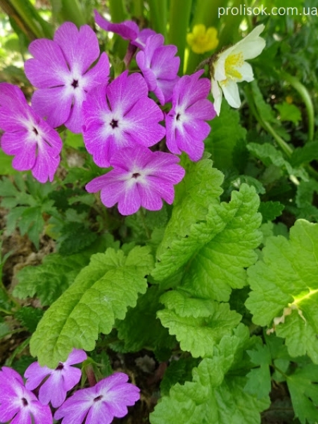 Первоцвет Зибольда (Primula sieboldii)