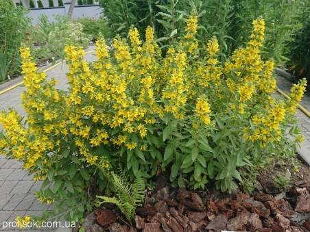 Вербейник точечный (Lysimachia punctata)