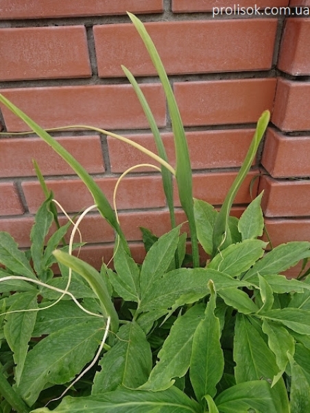 Пінеллія стопорозсічена (Pinellia pedatisecta)