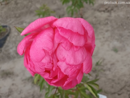 Пион "Цитерия" (Paeonia "Paeonia "Cytherea")