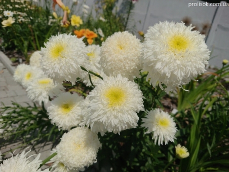 Нивяник "Фиона Когхилл" (Leucanthemum x superbum "Fiona Coghill")