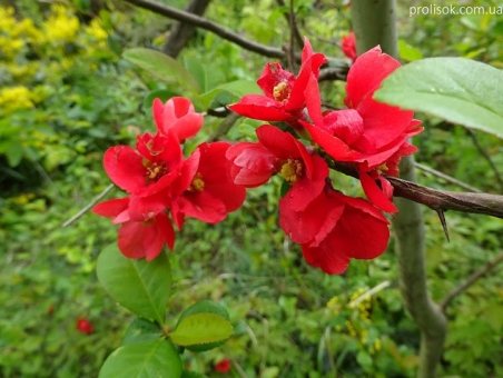 Хеномелес японский Саржента (Chaenomeles japonica Sargentii)