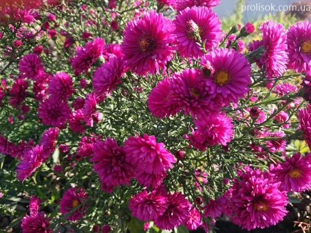 Астра новобельгийская "Роял Руби" (Aster novi-belgii "Royal Ruby")