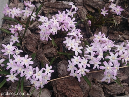 Хионодокса Люцилии "Пинк Джайент" (Chionodoxa luciliae "Pink Giant")