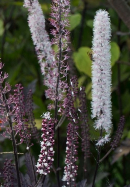 Клопогон ветвистый "Пинк Спайк" (Cimicifug ramosa "Pink Spike")